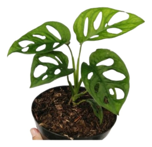 Planta Monstera Obliqua - Philodendron Peruviano