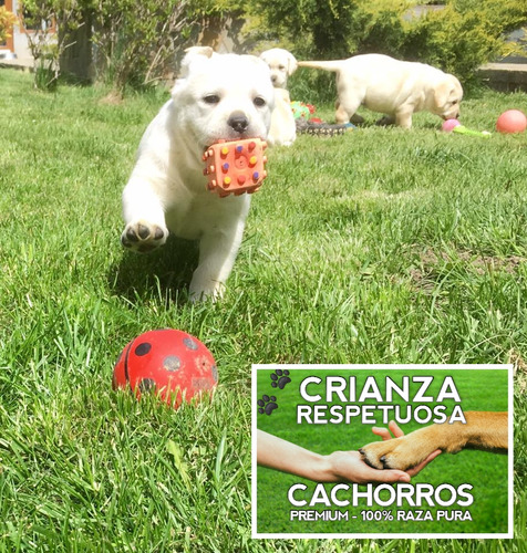 Labrador Retriever Puros Con Cobertura Medica Por 18 Meses