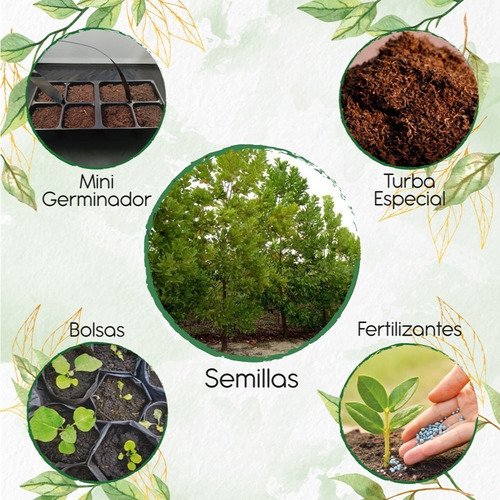 20 Semillas De Árbol Acacia Mangium + Kit De Germinación