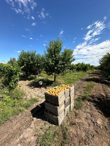 Finca De 3.7 Ha En Producción