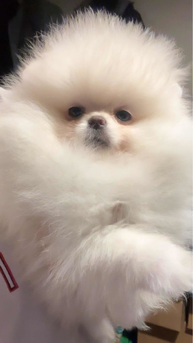 Pomerania Hembra Pequeñita !!