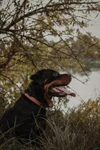 Comprar Cachorros Rottweiler 