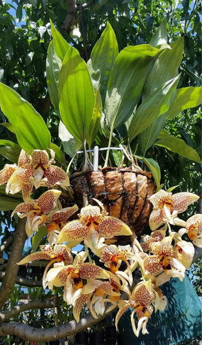 Orquidea Stanhopea Plantasgrandes Y Bellas, No Divisiones!!!