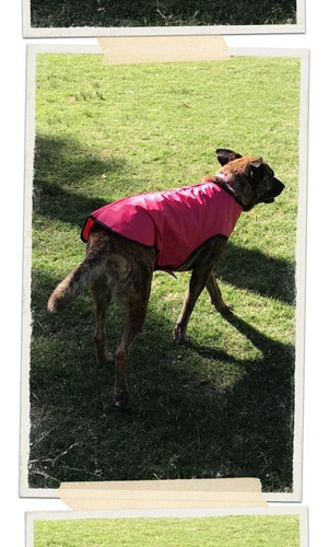 Imagen 2 de 3 de Capa Impermeable Para Perros - Mascotas Grandes