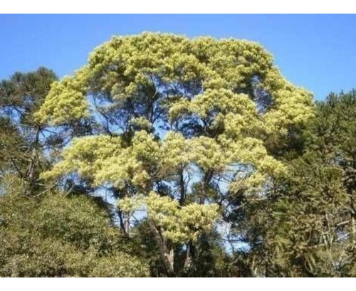 Plantin Bracatinga Melato Bracatinga Planta Apicola