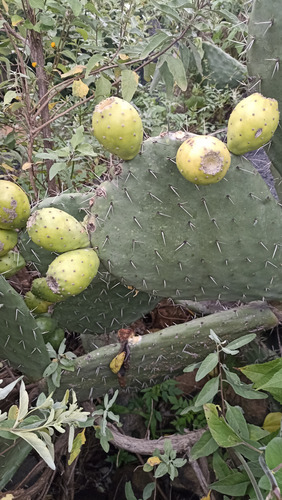 3 Variedades Pencas Nopal Tunero, Tuna Blanca, Lc