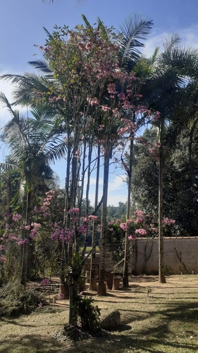 Imagem 11 de 21 de Maravilhosa Chácara Em Jarinu Com Piscina Árvores Frutíferas