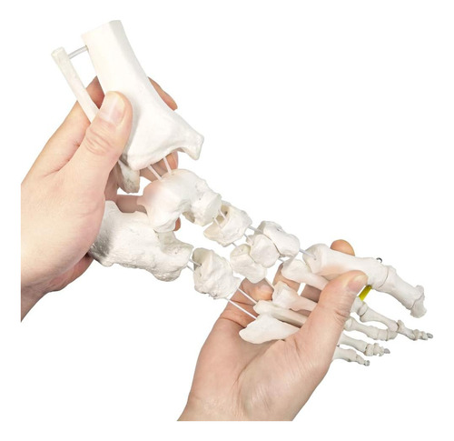 Modelo De Esqueleto De Pie En Elástico, Con Muñón Tibia-pero