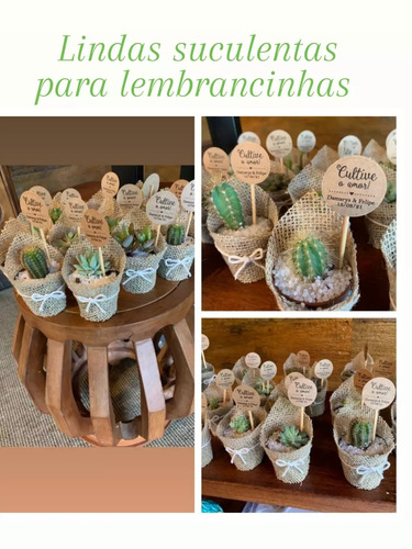 Imagem 2 de 2 de Mini Suculentas Para Lembrancinhas