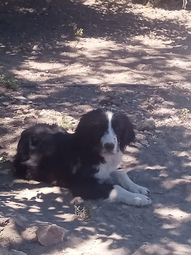 Cachorros Arrieros 