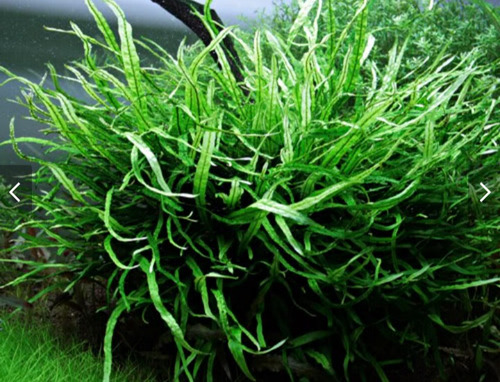 Microsorum Narrow Leaf +musgo Java