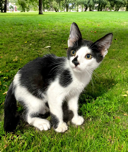 Gato Bebe De 2 Meses En Adopcion