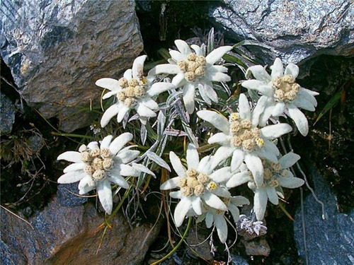 Semillas De Edelweiss La Flor De Las Nieves | Cuotas sin interés