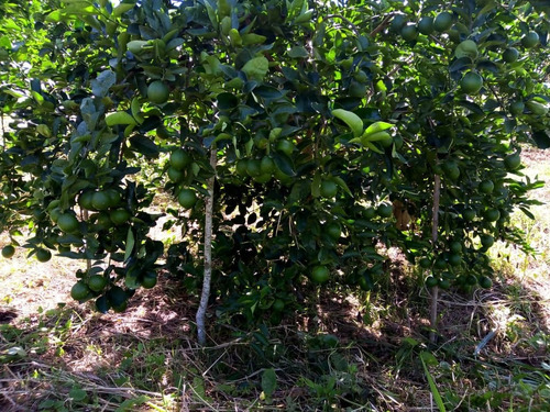 Imagen 4 de 19 de Finca De Limon Caucagua Miranda Sector Rio Negro Municipio Acevedo