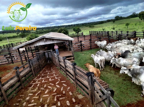 Imagem 6 de 14 de Fazenda À Venda Em Nioaque - Ms - De 463,57 Hectares (pecuária) - 1665