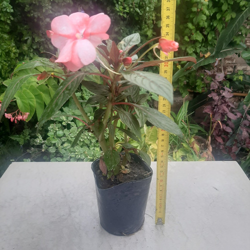 Imagen 3 de 4 de Planta Alegria Guineana Color Rosa Moron Raices Arcoiris