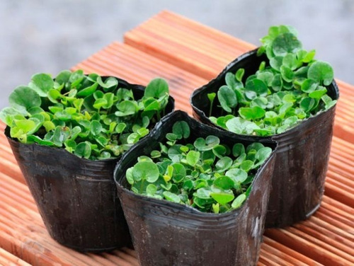 Cesped Dichondra Repens Oreja De Raton Plantin De Pasto M12