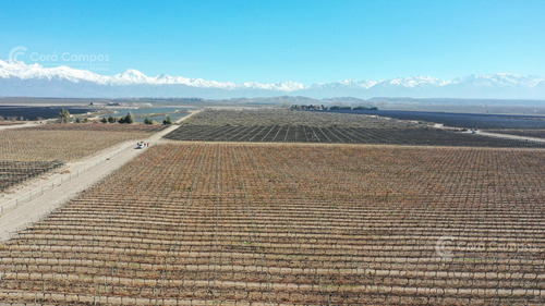 Se Vende Finca En Valle De Uco Mendoza. 300 Ha De Viñedo En Producción Unicas. Lo Mejor