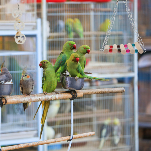 Bird Ladder Swing Stand Parrot Toy