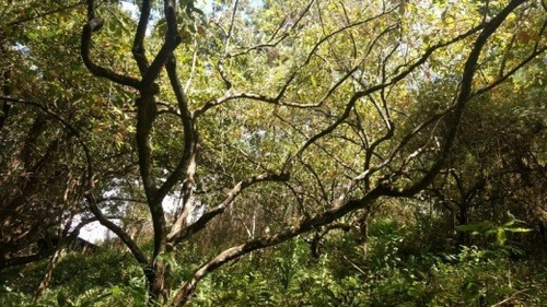 Venda Chácara Itapecerica Da Serra Brasil - 4094