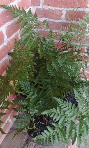 Plantas Helecho Calaguala Orgánico -