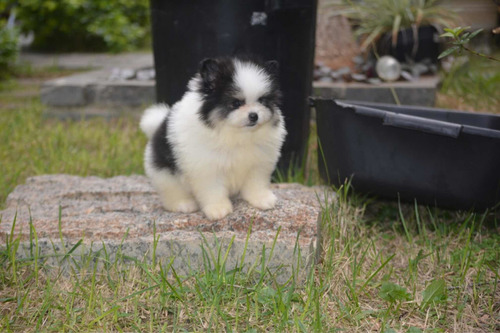 Imagem 2 de 2 de Filhotes De Spitz Alemão Também Conhecido Como Lulu