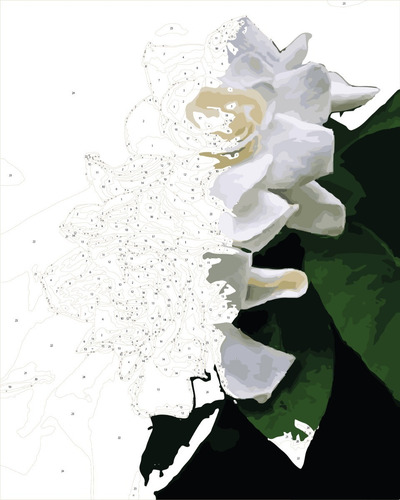 Pintura Por Números Calidad Premium: Jazmines. Kitart