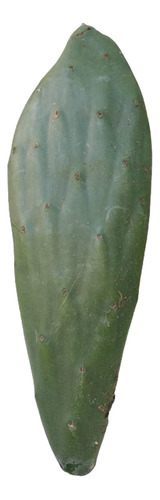 Lote Pencas Cactus Nopal Comestible. Oportunidad!!!
