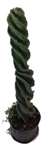 Cactus Espiralado Extra Grande 60cm