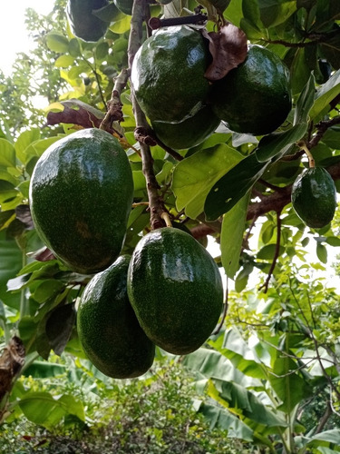 Plantas De Aguacate Injertado Cultivar Pollock, Choquette