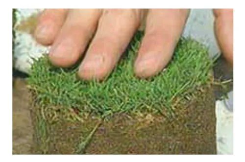 comprar 250 Gr Semillas De Pasto P\u002Fgolf Agrostis Stolonifera Procup