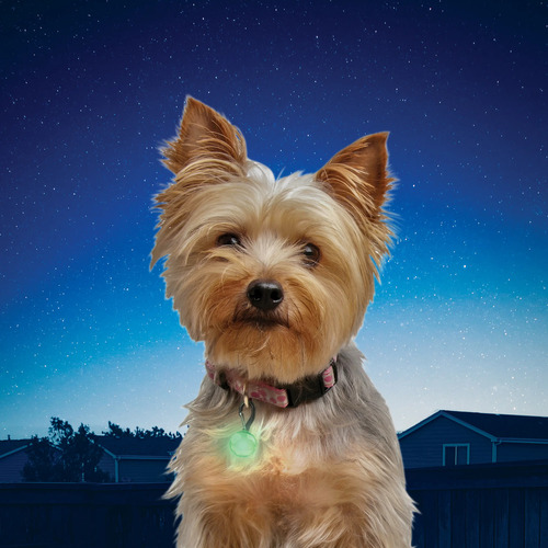 Collar Light Led Blue  Pet Lit  Colgije Led Mascota Niteize