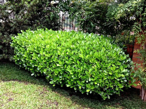 Clasula Rosea, Arbusto Jardin, Cerca Siempre Verde 5u. Blanco