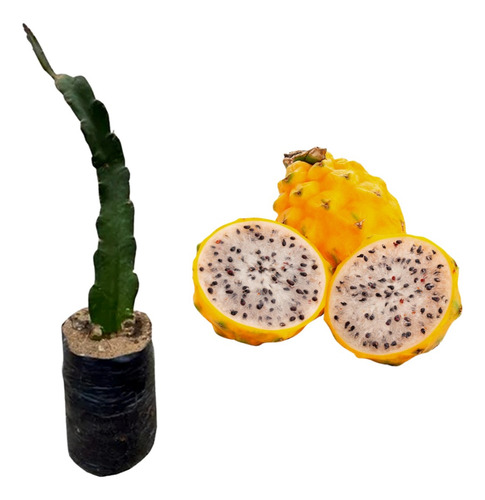 Planta Fruta Llamada Pitahaya