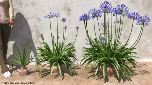 10 Sementes Agapanto Agapanthus Praecox Flor Rosa P/ Mudas | Parcelamento  sem juros