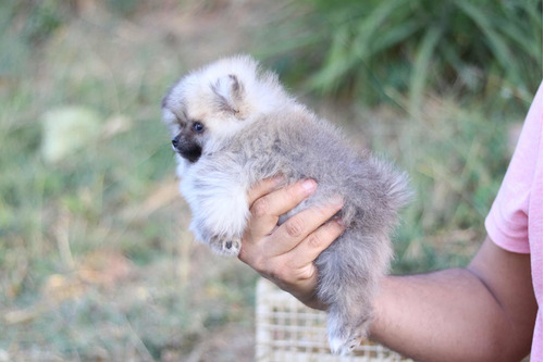 Frete Grátis Lulu Da Pomerania Anão 6 Meses