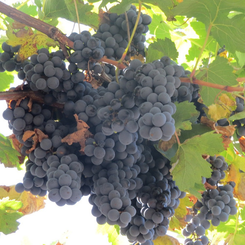 Imagen 1 de 14 de Vendo Finca 20 Hectareas Con Produccion De Viñedos Atuel Norte-san Rafael