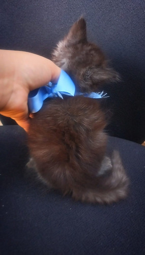 Gatito Persa De Pelo Largo Smoke Brown Ef395mil