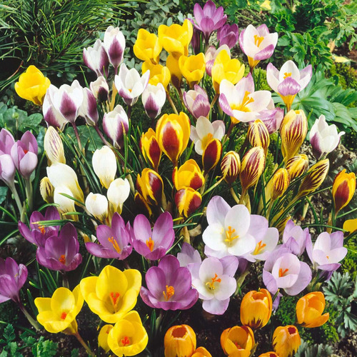 40 jumbo Crocus Mezcla Bombillas -- Descenso Plantar.