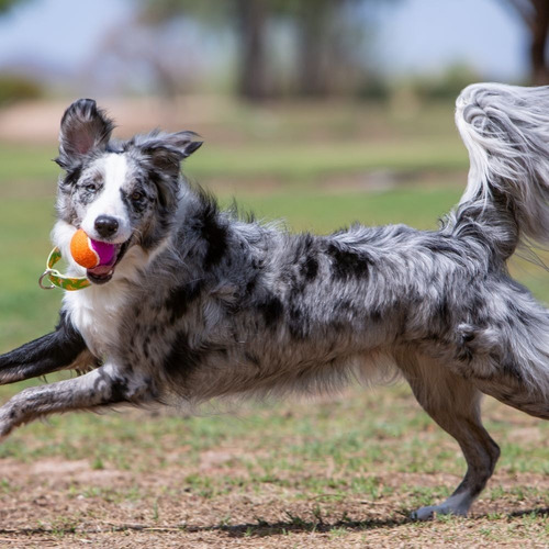 Imagen 2 de 7 de Juguete Para Perro Pelota Birthday Kong Sonido Pack3 Talla M