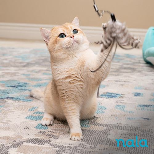 Caitec Presenta La Varita De Agilidad De Plumas De Gato Nala