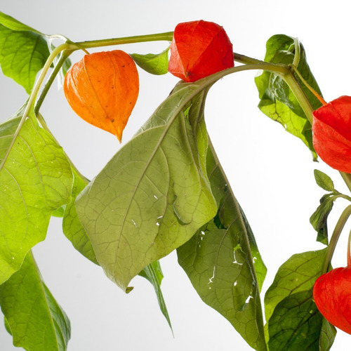 Muda De Physalis Alta Qualidade