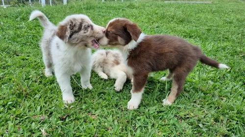 Border Collie Pedigree Cbkc Filhotes Alta Linhagem