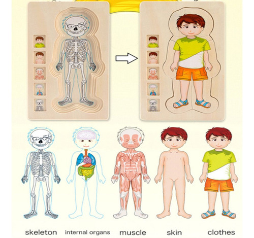 Estructura De Reconocimiento De Cuerpo Humano De Rompecabeza
