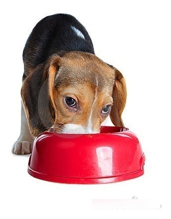 Plato De Plastico Redondo Grande Para Mascotas