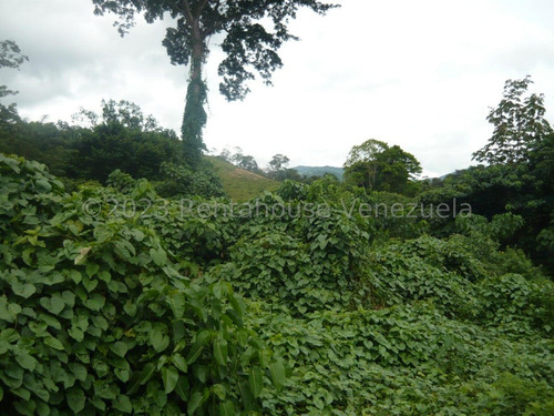 Imagen 25 de 30 de ( Terreno O Finca Agro Ecologica En Venta Chivacoa Sector Charay. Sorte 23-31244 As-1