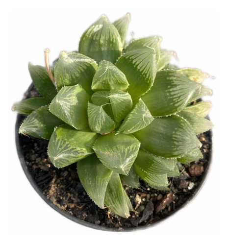 Haworthia Cooperi Suculenta Vidro Fácil Cultivo Muda Com Boa