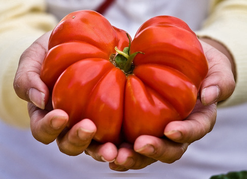 Imagem 2 de 7 de 20 Sementes De Tomate Italiano Costuloto Genovese Raro!!!