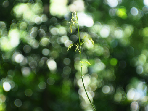 Lente Jupiter 3 50mm F1.5 M39