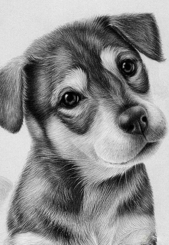 Dibujo Retrato Perritos Personalizado Totalmente A Mano | Meses sin  intereses